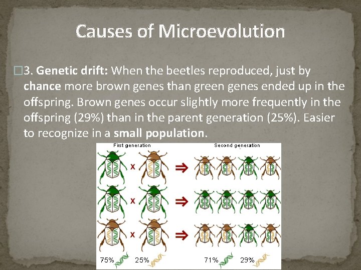 Causes of Microevolution � 3. Genetic drift: When the beetles reproduced, just by chance