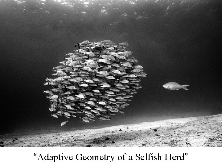 “Adaptive Geometry of a Selfish Herd” 