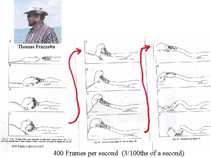 Thomas Frazzetta 400 Frames per second (3/100 ths of a second) 