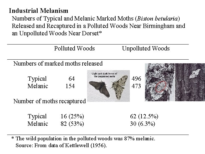 Industrial Melanism Numbers of Typical and Melanic Marked Moths (Biston betularia) Released and Recaptured
