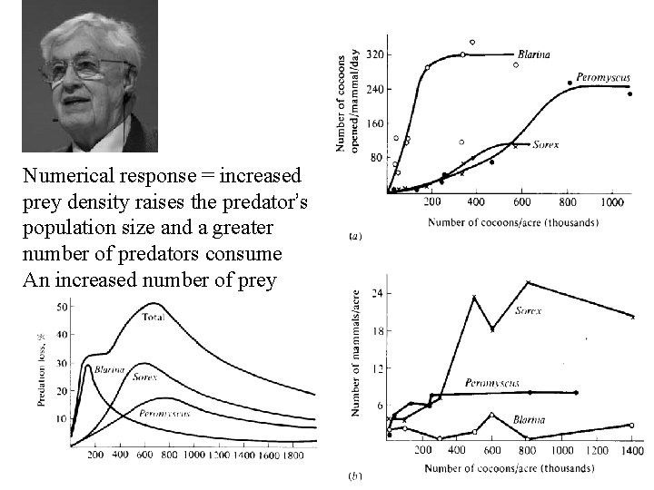 Numerical response = increased prey density raises the predator’s population size and a greater