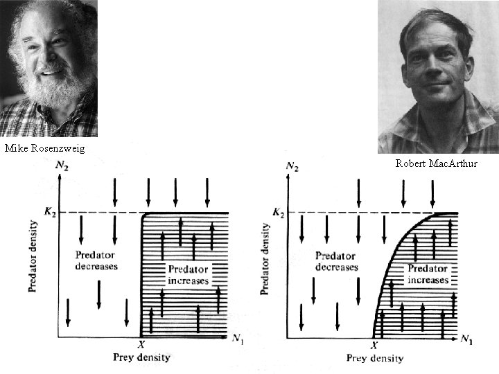 Mike Rosenzweig Robert Mac. Arthur 