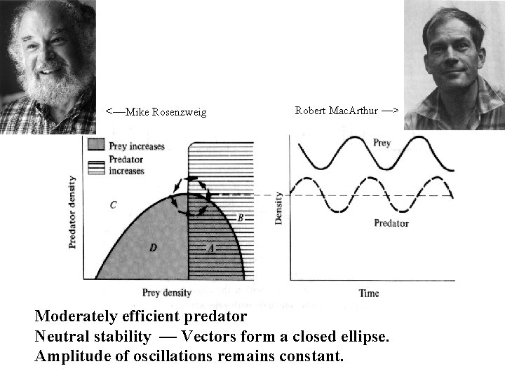 <—Mike Rosenzweig Robert Mac. Arthur —> Moderately efficient predator Neutral stability — Vectors form