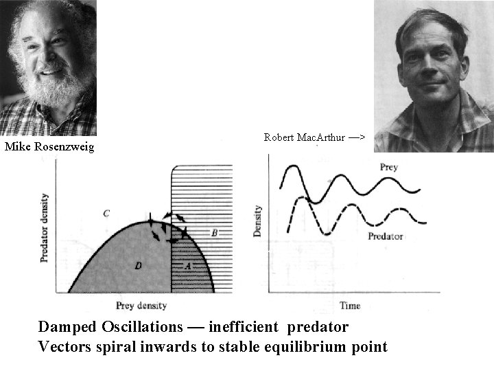 Mike Rosenzweig Robert Mac. Arthur —> Damped Oscillations — inefficient predator Vectors spiral inwards