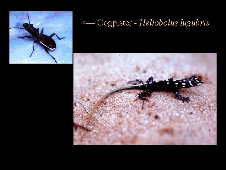 <— Oogpister - Heliobolus lugubris 