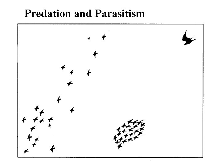 Predation and Parasitism 