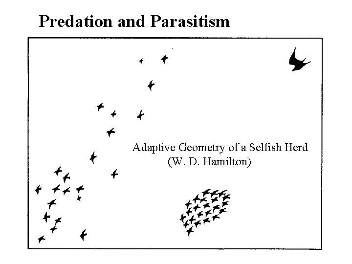 Predation and Parasitism Adaptive Geometry of a Selfish Herd (W. D. Hamilton) 