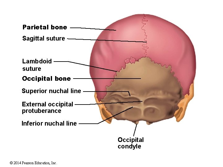 Parietal bone Sagittal suture Lambdoid suture Occipital bone Superior nuchal line External occipital protuberance