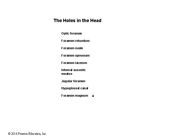 The Holes in the Head Optic foramen Foramen rotundum Foramen ovale Foramen spinosum Foramen