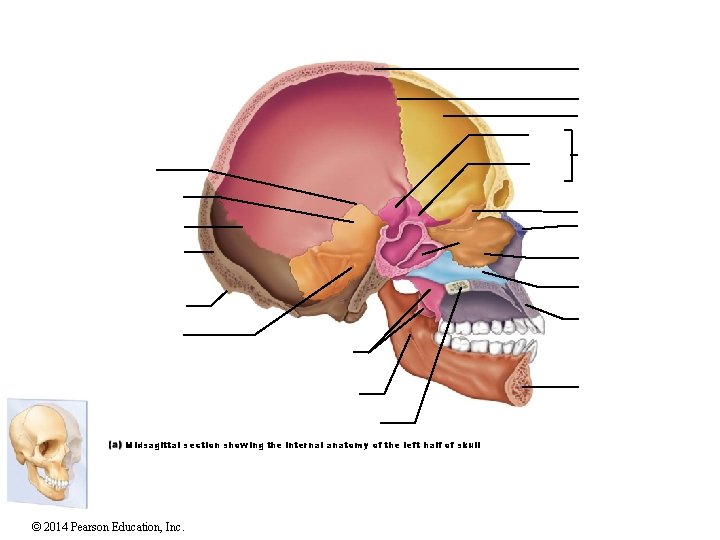 Midsagittal section showing the internal anatomy of the left half of skull © 2014