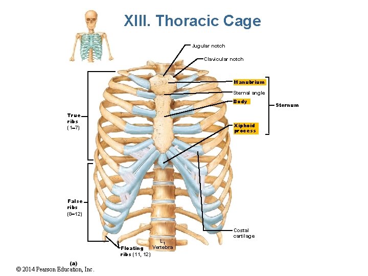 XIII. Thoracic Cage Jugular notch Clavicular notch Manubrium Sternal angle Body True ribs (1