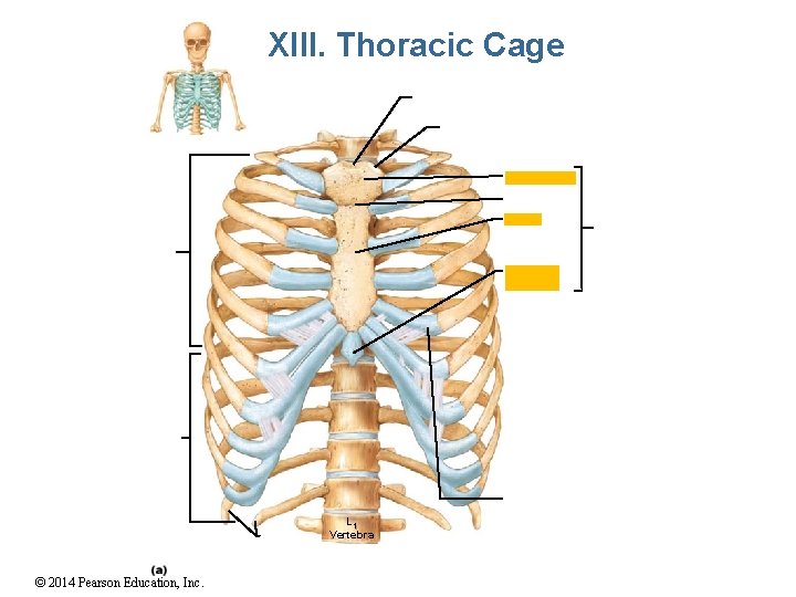 XIII. Thoracic Cage L 1 Vertebra © 2014 Pearson Education, Inc. 