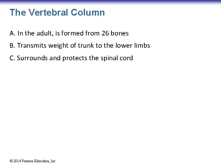 The Vertebral Column A. In the adult, is formed from 26 bones B. Transmits
