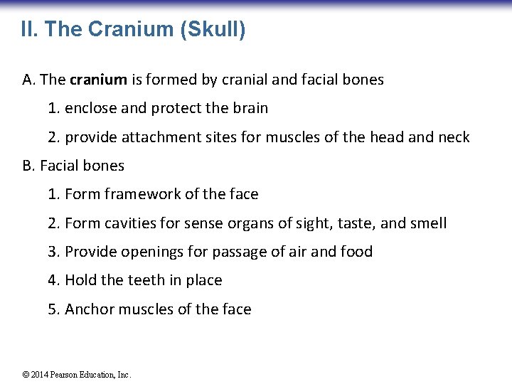 II. The Cranium (Skull) A. The cranium is formed by cranial and facial bones