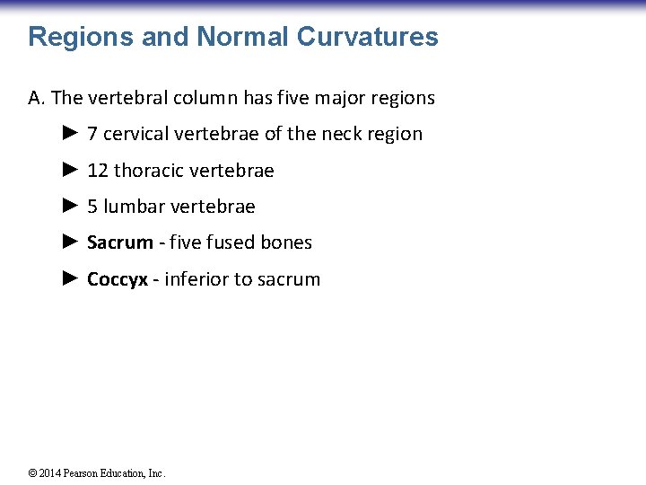 Regions and Normal Curvatures A. The vertebral column has five major regions ► 7