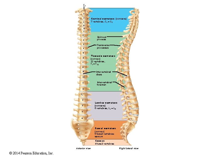 C 1 2 Cervical curvature (concave) 7 vertebrae, C 1 C 7 3 4