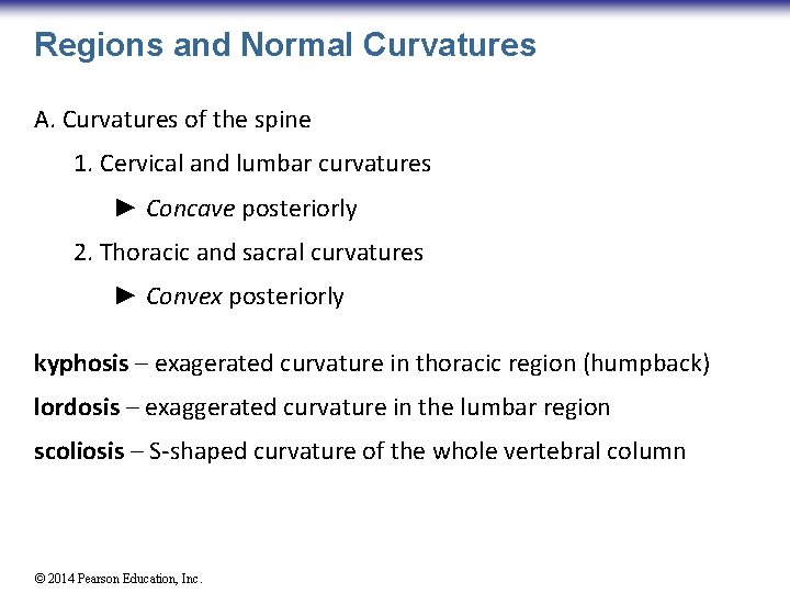 Regions and Normal Curvatures A. Curvatures of the spine 1. Cervical and lumbar curvatures