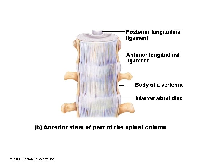 Posterior longitudinal ligament Anterior longitudinal ligament Body of a vertebra Intervertebral disc Anterior view