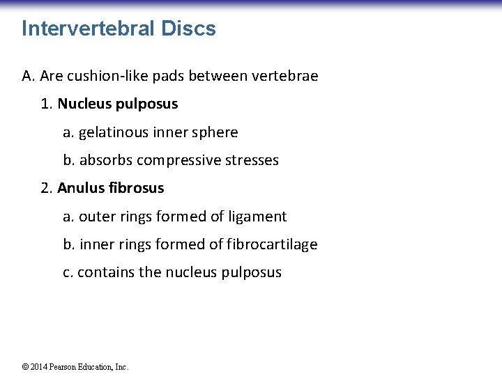 Intervertebral Discs A. Are cushion-like pads between vertebrae 1. Nucleus pulposus a. gelatinous inner