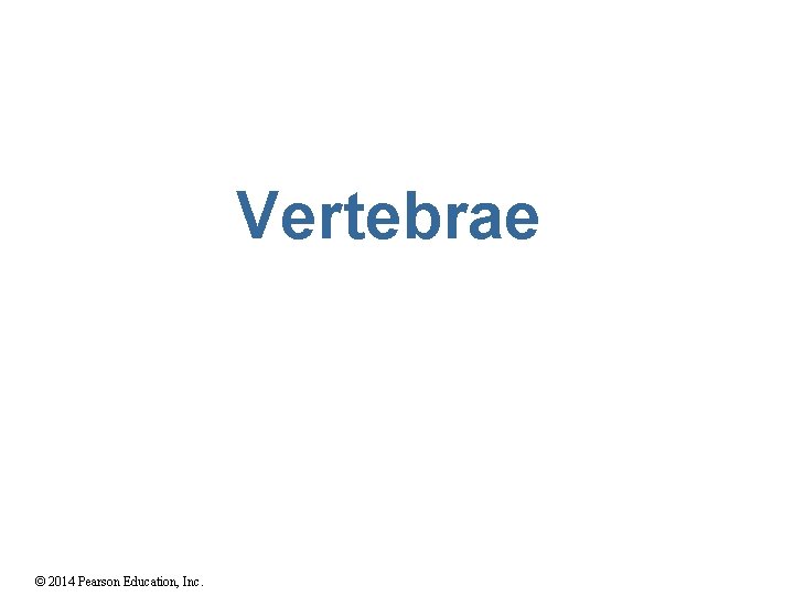 Vertebrae © 2014 Pearson Education, Inc. 