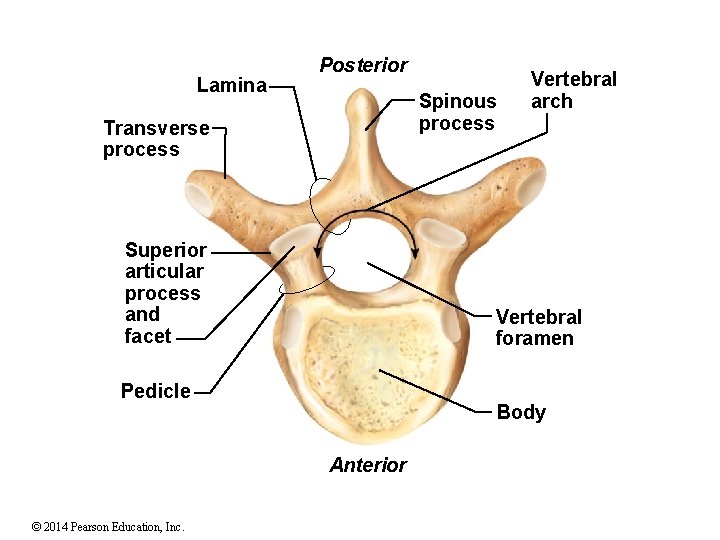 Lamina Posterior Spinous process Transverse process Superior articular process and facet Vertebral foramen Pedicle
