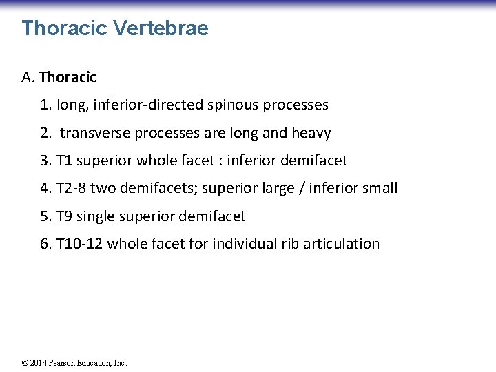 Thoracic Vertebrae A. Thoracic 1. long, inferior-directed spinous processes 2. transverse processes are long