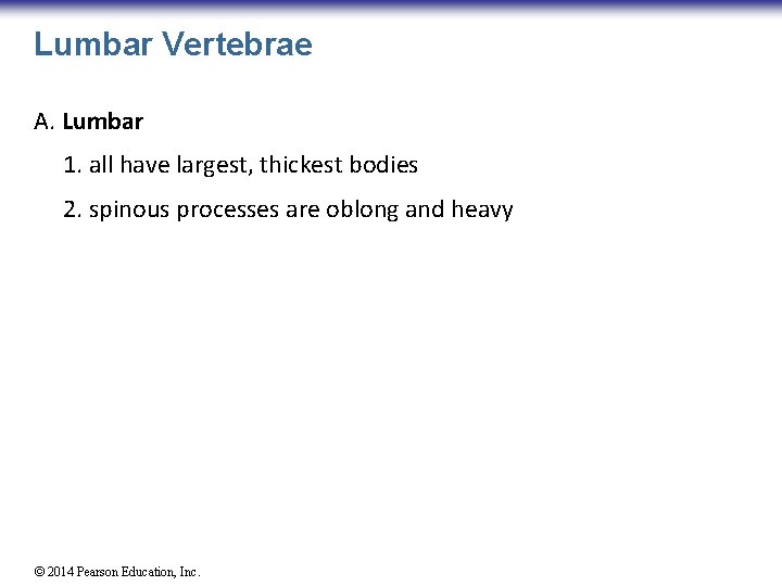 Lumbar Vertebrae A. Lumbar 1. all have largest, thickest bodies 2. spinous processes are