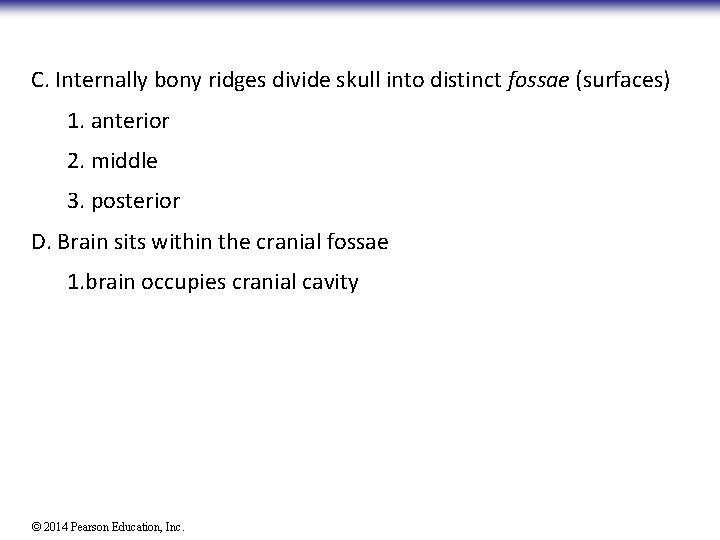 C. Internally bony ridges divide skull into distinct fossae (surfaces) 1. anterior 2. middle