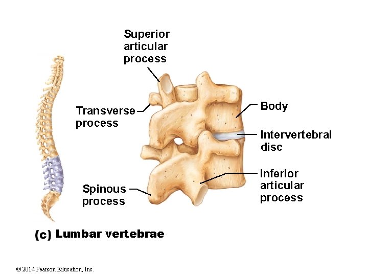 Superior articular process Transverse process Spinous process Lumbar vertebrae © 2014 Pearson Education, Inc.