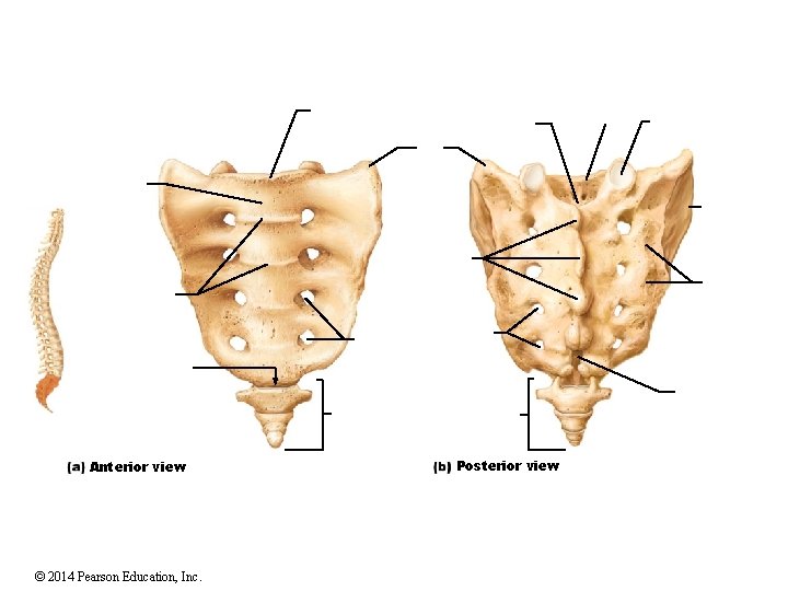 Anterior view © 2014 Pearson Education, Inc. Posterior view 