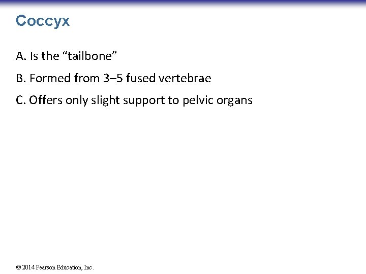 Coccyx A. Is the “tailbone” B. Formed from 3– 5 fused vertebrae C. Offers