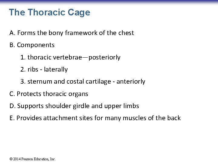 The Thoracic Cage A. Forms the bony framework of the chest B. Components 1.