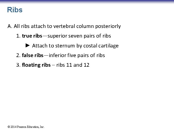 Ribs A. All ribs attach to vertebral column posteriorly 1. true ribs—superior seven pairs