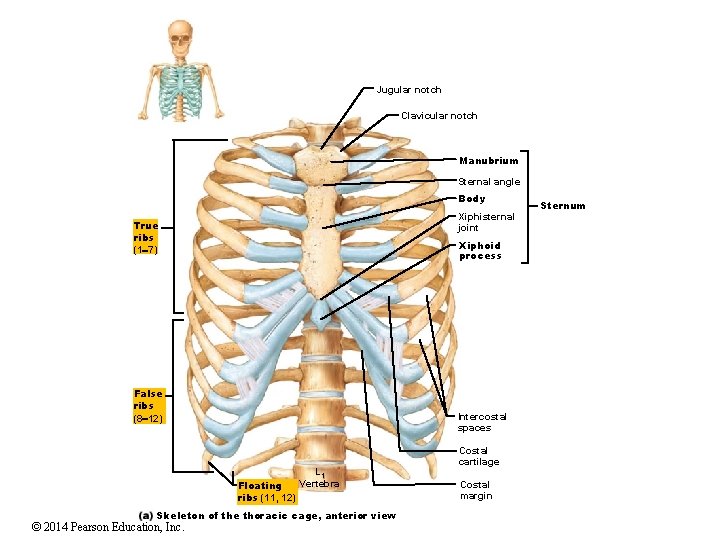 Jugular notch Clavicular notch Manubrium Sternal angle Body Xiphisternal joint True ribs (1 7)