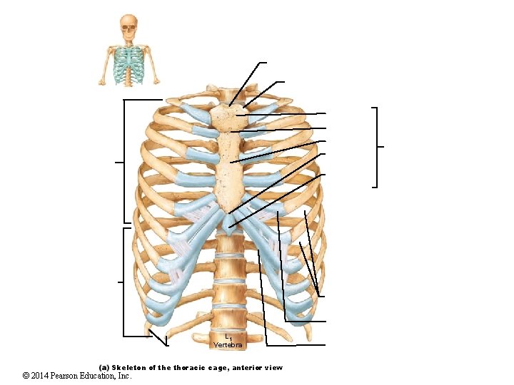 L 1 Vertebra Skeleton of the thoracic cage, anterior view © 2014 Pearson Education,