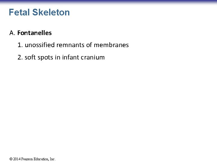 Fetal Skeleton A. Fontanelles 1. unossified remnants of membranes 2. soft spots in infant