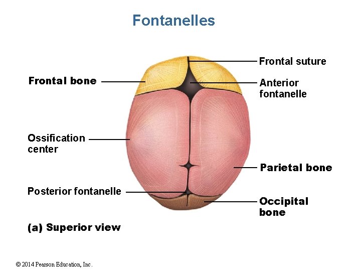 Fontanelles Frontal suture Frontal bone Anterior fontanelle Ossification center Parietal bone Posterior fontanelle Superior