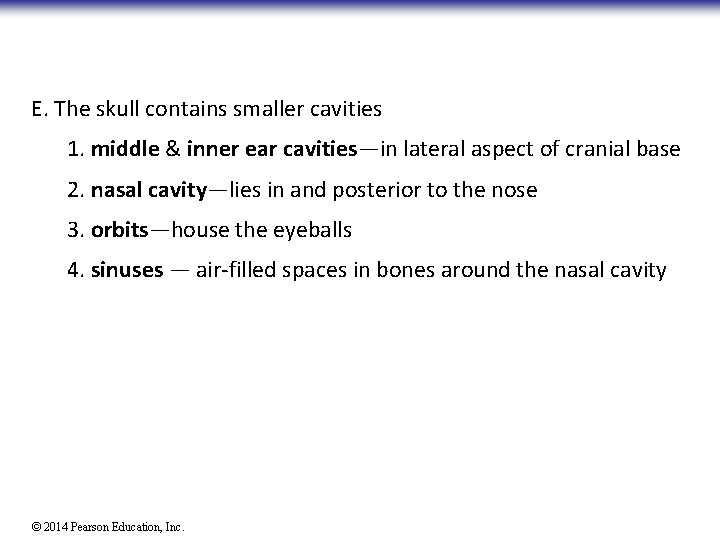 E. The skull contains smaller cavities 1. middle & inner ear cavities—in lateral aspect