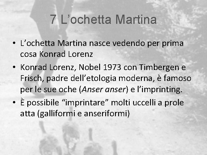 7 L’ochetta Martina • L’ochetta Martina nasce vedendo per prima cosa Konrad Lorenz •