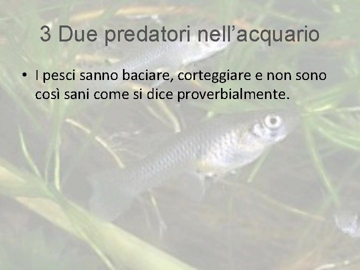 3 Due predatori nell’acquario • I pesci sanno baciare, corteggiare e non sono così