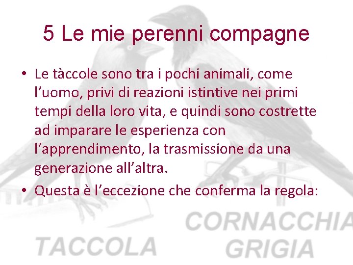 5 Le mie perenni compagne • Le tàccole sono tra i pochi animali, come