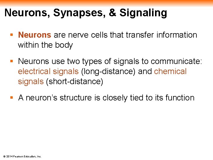 Neurons, Synapses, & Signaling § Neurons are nerve cells that transfer information within the