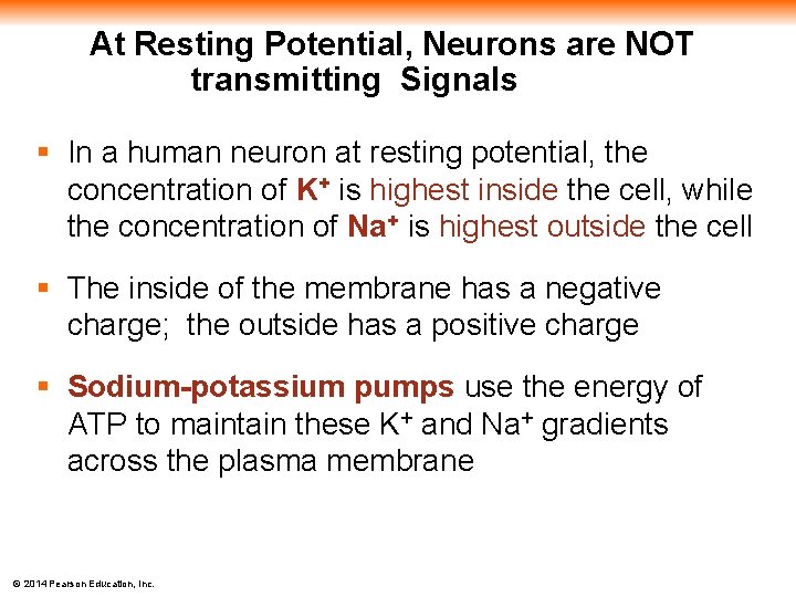 At Resting Potential, Neurons are NOT transmitting Signals § In a human neuron at
