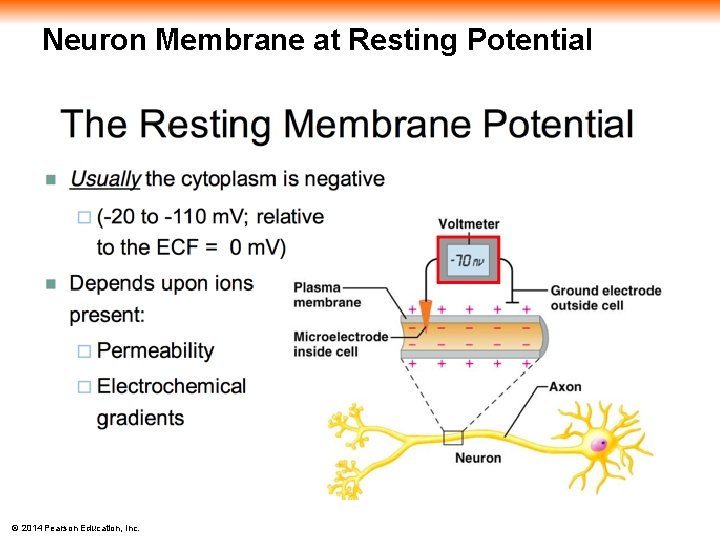 Neuron Membrane at Resting Potential © 2014 Pearson Education, Inc. 