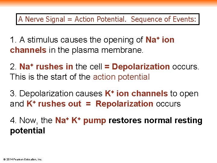A Nerve Signal = Action Potential. Sequence of Events: 1. A stimulus causes the
