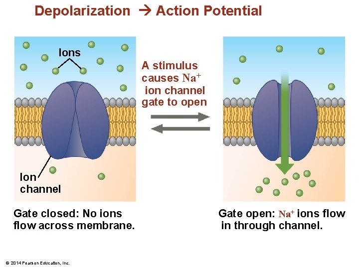 Depolarization Action Potential Ions A stimulus causes Na+ ion channel gate to open Ion