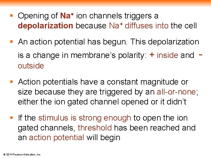§ Opening of Na+ ion channels triggers a depolarization because Na+ diffuses into the