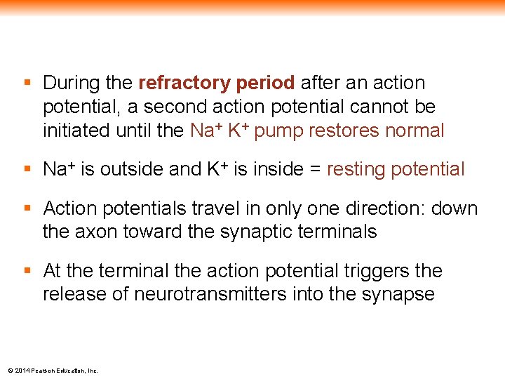 § During the refractory period after an action potential, a second action potential cannot