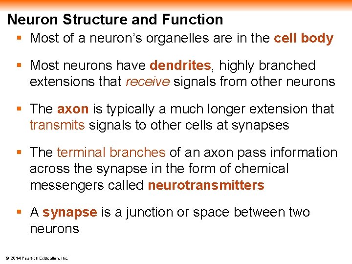 Neuron Structure and Function § Most of a neuron’s organelles are in the cell