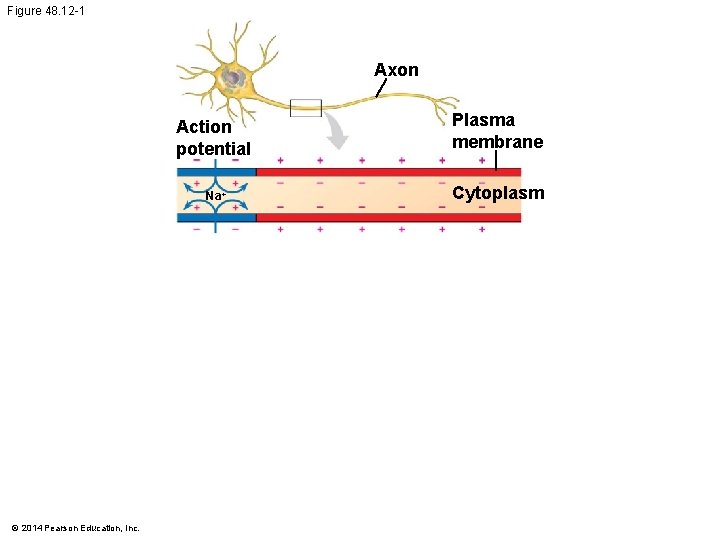 Figure 48. 12 -1 Axon Action potential Na+ © 2014 Pearson Education, Inc. Plasma